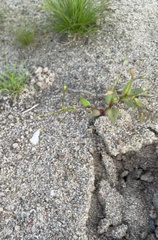 Lindernia anagallidea