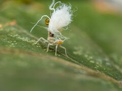 Grylloprociphilus imbricator