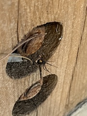 Latrodectus hesperus