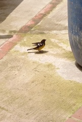 Pheucticus aureoventris