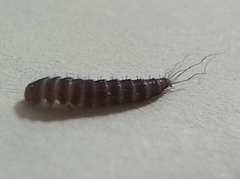 Dermestidae