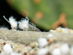 Grylloprociphilus imbricator