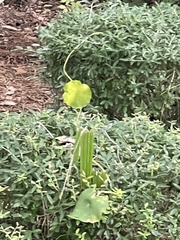 Hydrocotyle umbellata