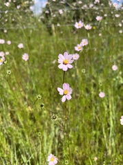 Cosmos parviflorus