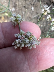 Eriogonum elatum