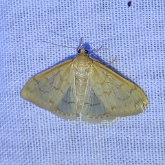 Hahncappsia pergilvalis