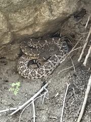 Crotalus ruber