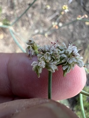 Eriogonum elatum