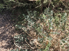 Astragalus lentiginosus