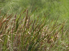 Typha domingensis