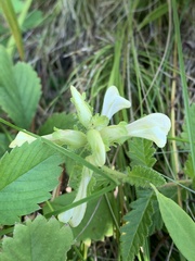 Pedicularis lanceolata