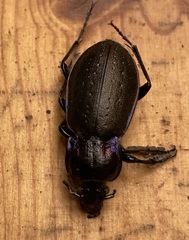 Carabus nemoralis