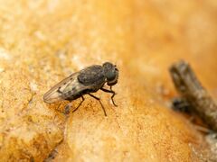 Paralimna punctipennis