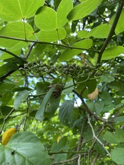 Cissus verticillata