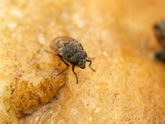 Paralimna punctipennis