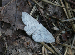 Cyclophora pendulinaria