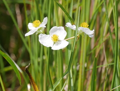 Sagittaria graminea