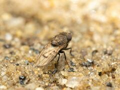 Paralimna punctipennis