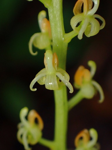 Liparis elegans observed 2022-08-23
