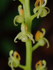 Liparis elegans