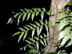 Arthropteris tenella