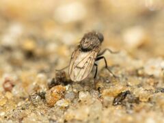 Paralimna punctipennis