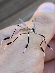 Bittacomorpha clavipes