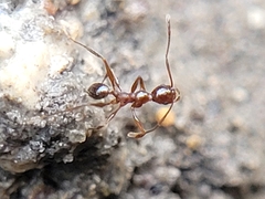 Pheidole obscurithorax