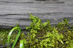 Thuidium delicatulum