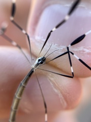 Bittacomorpha clavipes