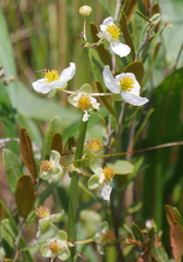 Sagittaria graminea