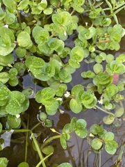 Bacopa rotundifolia
