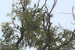 Melopsittacus undulatus
