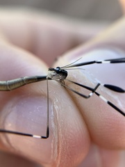 Bittacomorpha clavipes