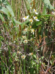 Sagittaria graminea