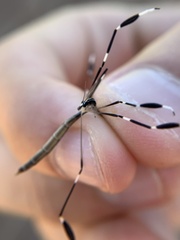 Bittacomorpha clavipes