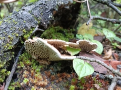 Hexagonia