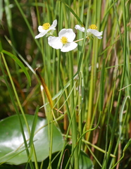 Sagittaria graminea