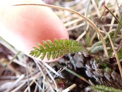 Leptinella
