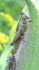 Melanoplus bivittatus