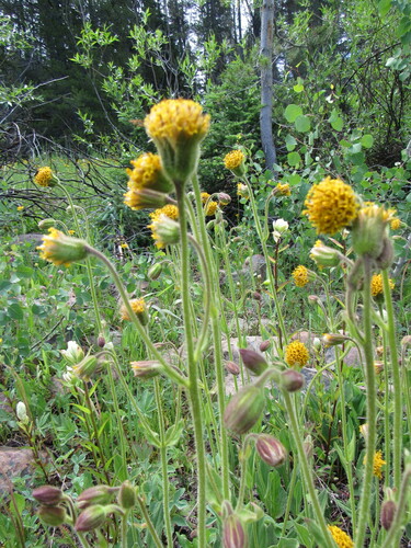 Image of Arnica parryi by (c) Anders Hastings, some rights reserved (CC BY)