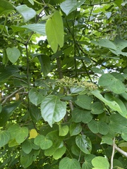 Cissus verticillata