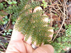 Leptopteris hymenophylloides