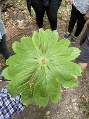 Podophyllum peltatum
