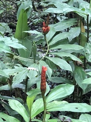 Costus pulverulentus