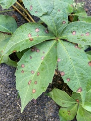 Phyllosticta parthenocissi