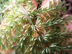 Leptopteris hymenophylloides