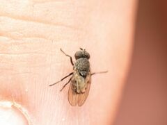 Paralimna punctipennis