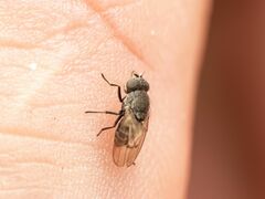 Paralimna punctipennis