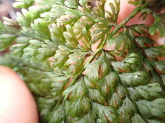 Leptopteris hymenophylloides